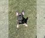 Small Photo #3 French Bulldog Puppy For Sale in DURANT, OK, USA