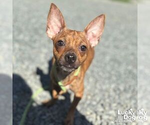 Chihuahua-Unknown Mix Dogs for adoption in Washington, DC, USA