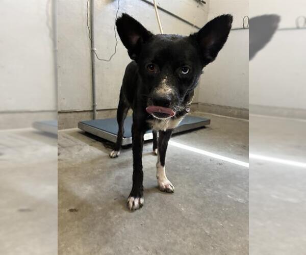 Medium Photo #1 Australian Kelpie-Unknown Mix Puppy For Sale in Camarillo, CA, USA