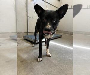 Australian Kelpie-Unknown Mix Dogs for adoption in Camarillo, CA, USA