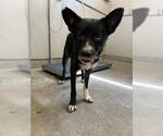 *POE - Male Australian Kelpie-Unknown Mix Dog for Adoption - Small photo