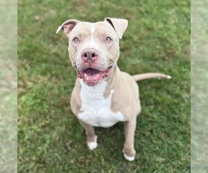 Mutt Dogs for adoption in Modesto, CA, USA