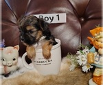 Puppy Boy 1 Yorkshire Terrier