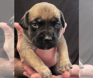 Mastiff Puppy for sale in LOGANVILLE, GA, USA