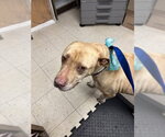 TANDY - Female Labrador Retriever Dog for Adoption - Small photo