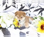 Small Photo #4 Shiba Inu Puppy For Sale in ORONOGO, MO, USA