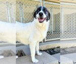 Small Photo #2 Great Pyrenees-Unknown Mix Puppy For Sale in Mountain View, AR, USA