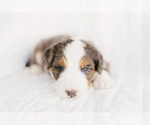 Small Photo #4 Bernedoodle Puppy For Sale in LINDON, UT, USA