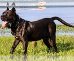 Small Photo #1 Presa Canario Puppy For Sale in DENVER, CO, USA