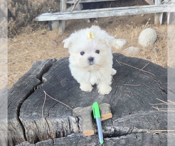 Medium Photo #1 Maltese Puppy For Sale in SANTA CLARITA, CA, USA
