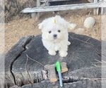 Puppy 1 Maltese