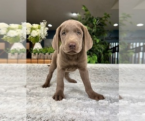 Labrador Retriever Puppy for sale in GREENFIELD, IN, USA