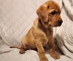 Small Photo #62 Labrador Retriever Puppy For Sale in BUFFALO, NY, USA