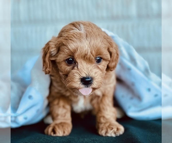 Medium Photo #2 Cavapoo (Standard) Puppy For Sale in DUNDEE, OH, USA