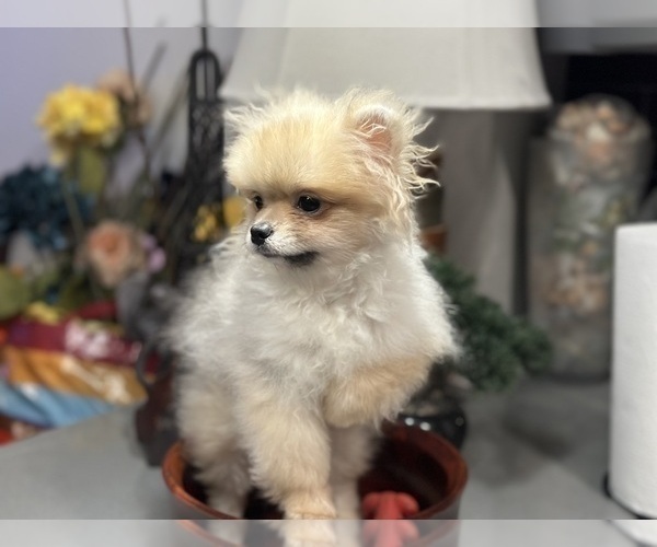 Medium Photo #6 Pomeranian Puppy For Sale in DENVER, CO, USA