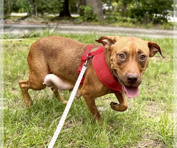 Medium Photo #6 American Staffordshire Terrier-Unknown Mix Puppy For Sale in Holly Springs, NC, USA
