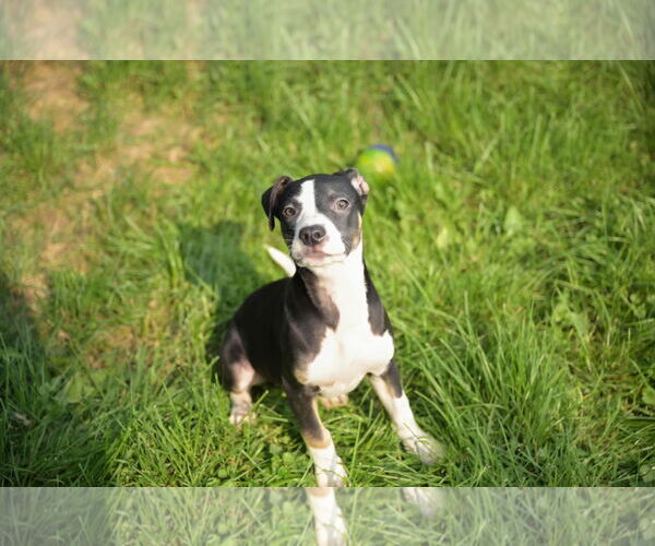 Medium Photo #4 Labrador Retriever-Unknown Mix Puppy For Sale in SHERBURNE, NY, USA