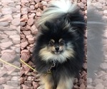 Small Photo #1 Pomeranian Puppy For Sale in DENVER, CO, USA