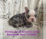 Small #4 French Bulldog