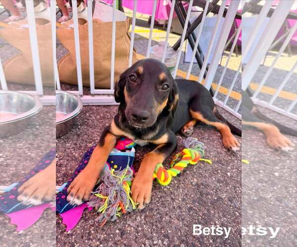 Medium Photo #1 Labrador Retriever-Unknown Mix Puppy For Sale in pomfret, CT, USA
