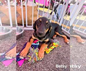 Labrador Retriever-Unknown Mix Dogs for adoption in pomfret, CT, USA