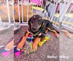 Small Labrador Retriever Mix