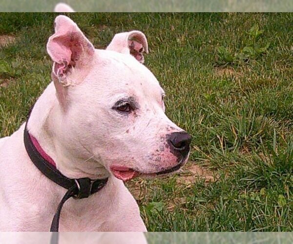 Medium Photo #2 American Pit Bull Terrier Puppy For Sale in Osgood, IN, USA