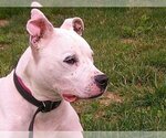 Small #1 American Pit Bull Terrier