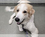 Small Great Pyrenees Mix