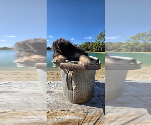 Medium Photo #24 Aussiedoodle Toy Puppy For Sale in JONES, OK, USA