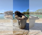 Pup Pup - Male Aussiedoodle Toy Puppy for Sale - Photo #24