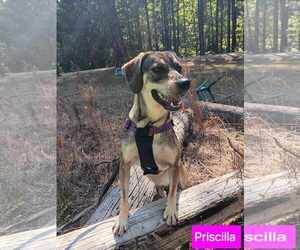 Priscilla - Female Mutt Dog for Adoption - Photo #2