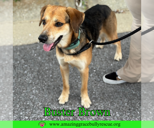 Medium Photo #4 Beagle-Coonhound Mix Puppy For Sale in Pensacola, FL, USA