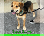 Small #3 Beagle-Coonhound Mix
