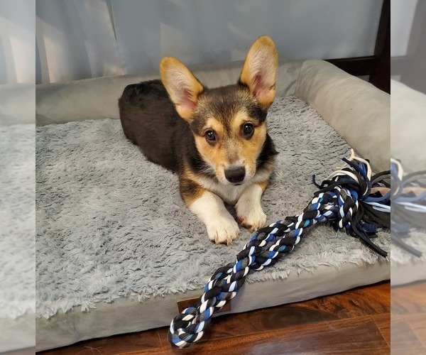 Medium Photo #7 Pembroke Welsh Corgi Puppy For Sale in GRAHAM, WA, USA