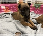 Small #60 Belgian Malinois