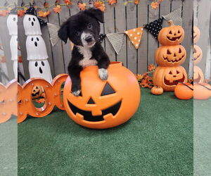 Border Collie-Unknown Mix Dogs for adoption in Hillsboro, MO, USA