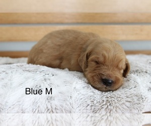 Golden Retriever Puppy for sale in GREENEVILLE, TN, USA