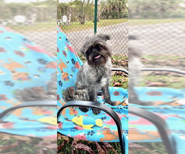 Medium Photo #1 Shih Tzu Puppy For Sale in Weston, FL, USA