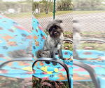 Small Shih Tzu