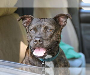 Mutt Dogs for adoption in Gainesville, FL, USA