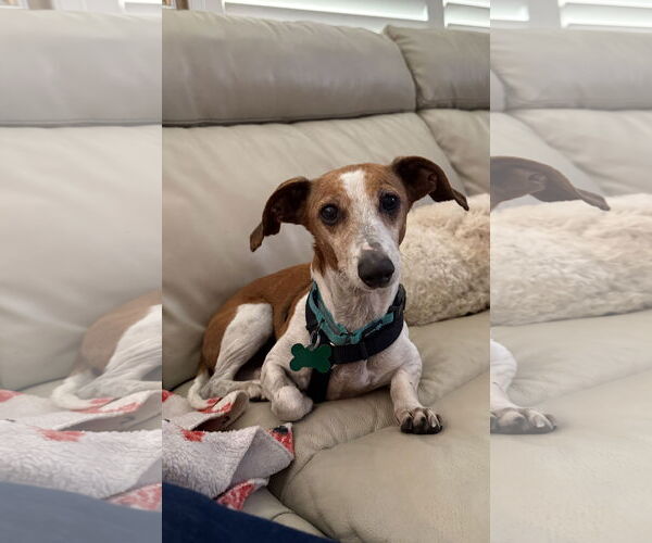 Medium Photo #7 Doxle Puppy For Sale in Mission Viejo, CA, USA