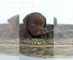 Small Photo #2 Labrador Retriever Puppy For Sale in KALAMAZOO, MI, USA