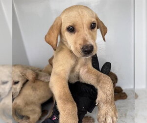 Labrador Retriever Dogs for adoption in Houston, TX, USA