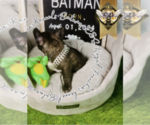 Small Photo #17 French Bulldog Puppy For Sale in HARRISON, TN, USA