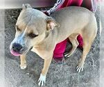 Small #3 American Staffordshire Terrier