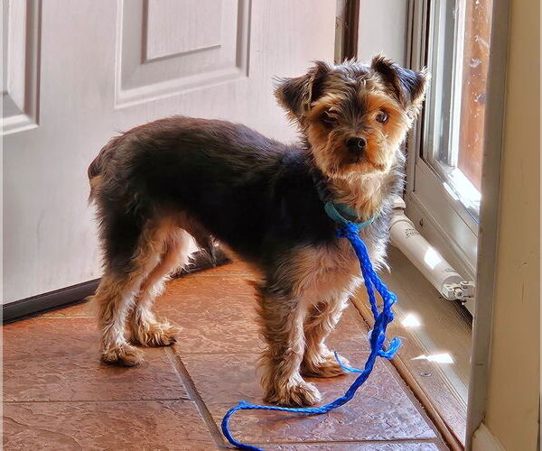 Medium Photo #6 Mutt Puppy For Sale in Arlington, VA, USA