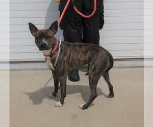 American Pit Bull Terrier-Plott Hound Mix Dogs for adoption in Louisville, KY, USA