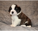 Small #1 Saint Bernard
