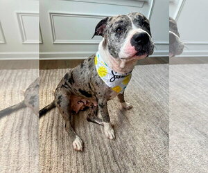 Mutt Dogs for adoption in Rockville, MD, USA